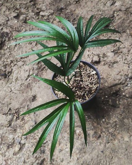 Lady Palm Rhapis Excelsa Flower Rare Plant Live Rare Plant Exotic For Your Garden