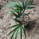 Lady Palm Rhapis Excelsa Flower Rare Plant Live Rare Plant Exotic For Your Garden