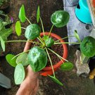Pilea Peperomioides Chinese Money Flower Rare Plant Live Rare Plant Exotic For Your Garden