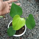 philondendron microstictum Flower Rare Plant Live Rare Plant Exotic For Your Garden