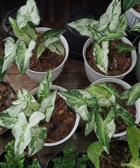 Syngonium Three kings Flower Rare Plant Live Rare Plant Exotic For Your Garden