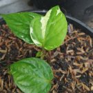 Albo Variegata Piper Flower Rare Plant Live Rare Plant Exotic For Your Garden
