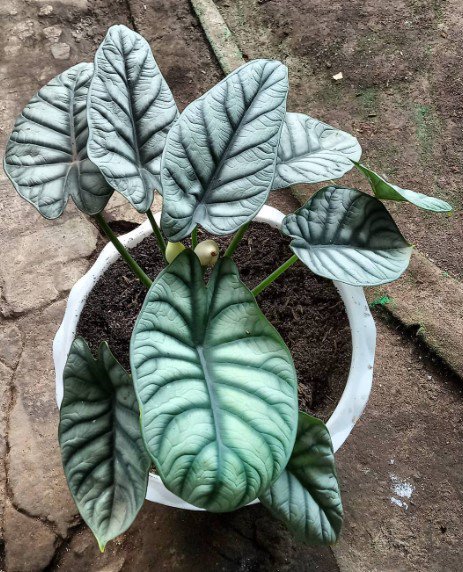 Alocasia Dragon Silver Flower Rare Plant Live Rare Plant Exotic For Your Garden