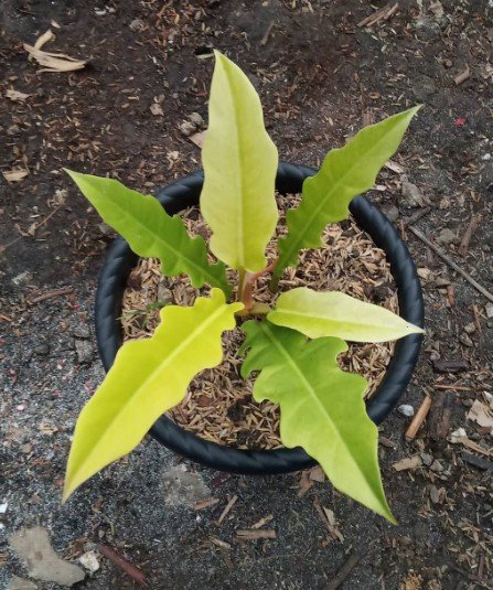Philodendron Golden Saw Flower Rare Plant Live Rare Plant Exotic For Your Garden