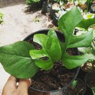 Rhaphidophora Tetrasperma Flower Rare Plant Live Rare Plant Exotic For Your Garden