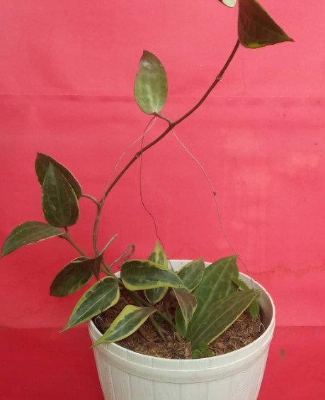 Hoya macrophylla albo marginata Flower Rare Plant Live Rare Plant Exotic For Your Garden