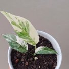 Epipremnum Pinnatum Flower Rare Plant Live Rare Plant Exotic For Your Garden