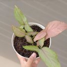 Pink Syngonium Flower Rare Plant Live Rare Plant Exotic For Your Garden