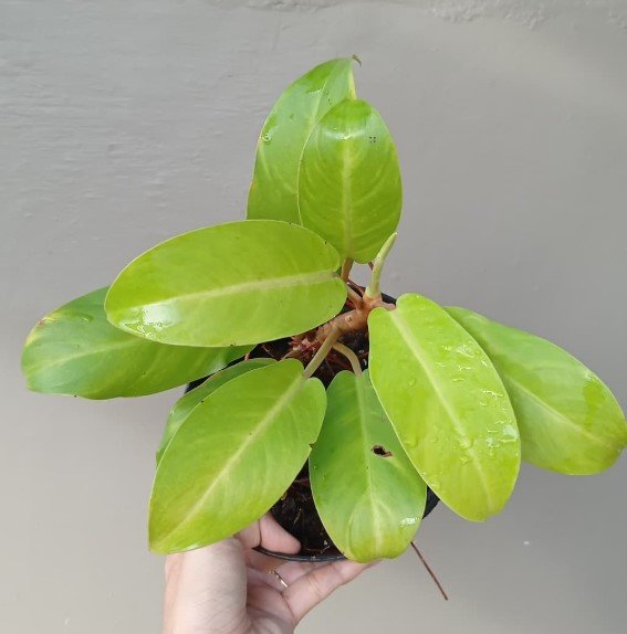 Philodendron Moonlight Flower Rare Plant Live Rare Plant Exotic For Your Garden