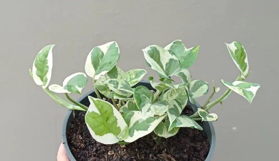 Epipremnum aureum 'N'joy' Flower Rare Plant Live Rare Plant Exotic For Your Garden