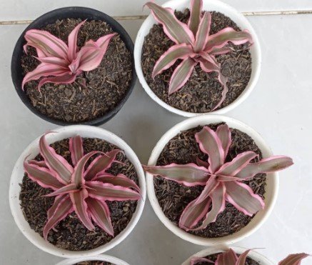 Cryptanthus Bivittatus Pink Flower Rare Plant Live Rare Plant Exotic For Your Garden