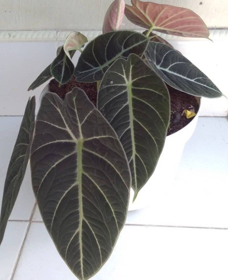 Black Velvet Alocasia Flower Rare Plant Live Rare Plant Exotic For Your Garden