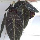 Black Velvet Alocasia Flower Rare Plant Live Rare Plant Exotic For Your Garden