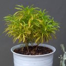 Euodia ridleyi Flower Rare Plant Live Rare Plant Exotic For Your Garden