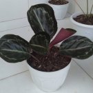 Calathea roseopicta Flower Rare Plant Live Rare Plant Exotic For Your Garden
