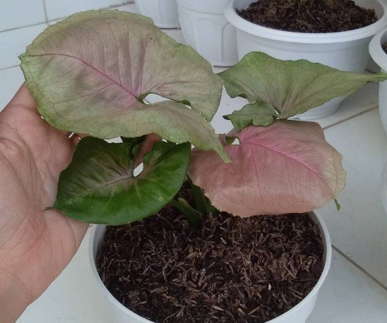 Syngonium Pink Starter Flower Rare Plant Live Rare Plant Exotic For Your Garden