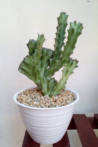 Euphorbia Lactea Cristata Variegated Flower Rare Plant Live Rare Plant Exotic For Your Garden