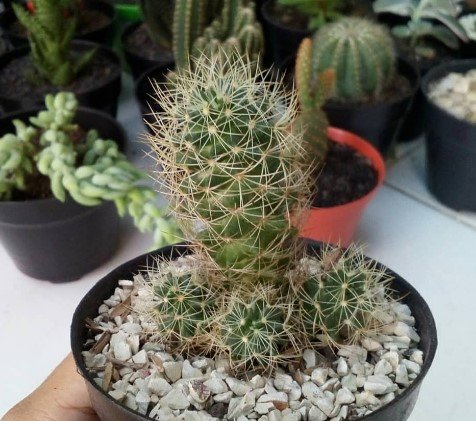 Golden Finger Cactus Flower Rare Plant Live Rare Plant Exotic For Your Garden