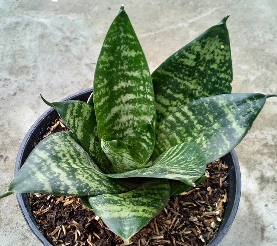 Sansevieria Forest Star Cactus Flower Rare Plant Live Rare Plant Exotic For Your Garden