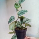 Scindapsus exotica Flower Rare Plant Live Rare Plant Exotic For Your Garden