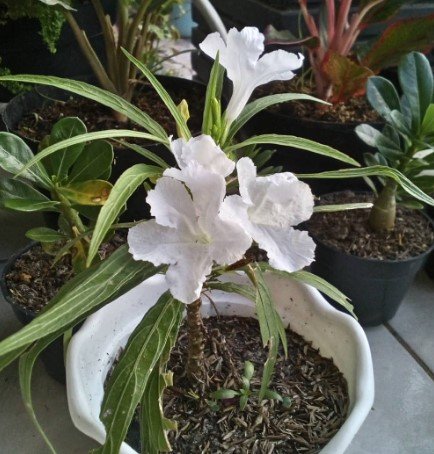 White Ruellia Tuberosa Flower Rare Plant Live Rare Plant Exotic For Your Garden