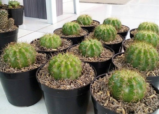 Echinopsis Green cactus Flower Rare Plant Live Rare Plant Exotic For Your Garden