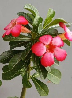 Desert Rose Pink Flower Rare Plant Live Rare Plant Exotic For Your Garden