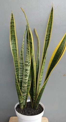 Sansevieria Snake Plant Flower Rare Plant Live Rare Plant Exotic For Your Garden