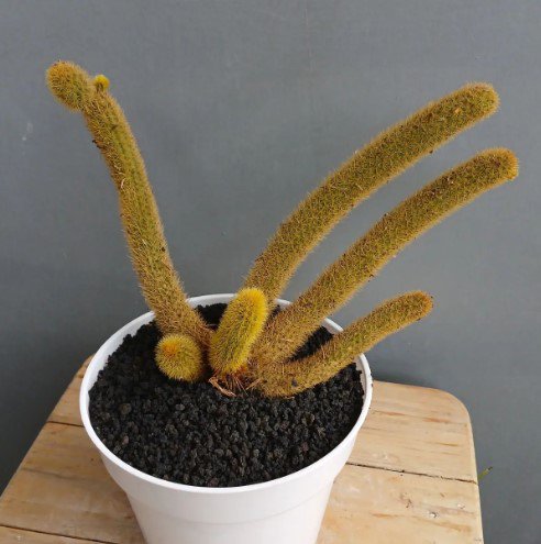 Golden Rat Tail cactus plant Flower Rare Plant Live Rare Plant Exotic For Your Garden