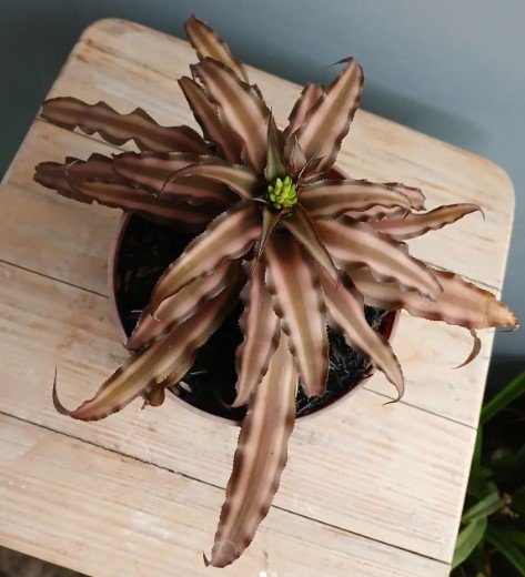 Cryptanthus Brown Plant Flower Rare Plant Live Rare Plant Exotic For Your Garden