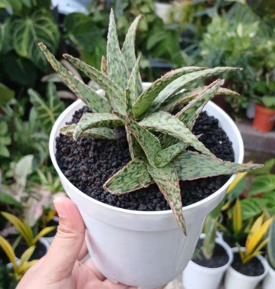 Aloe Pink Blush Succulent Plant Flower Rare Plant Live Rare Plant Exotic For Your Garden
