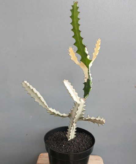 Euphorbia Lactea White Ghost Flower Rare Plant Live Rare Plant Exotic For Your Garden