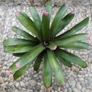 Neoregelia Bromeliad Flower Rare Plant Live Rare Plant Exotic For Your Garden