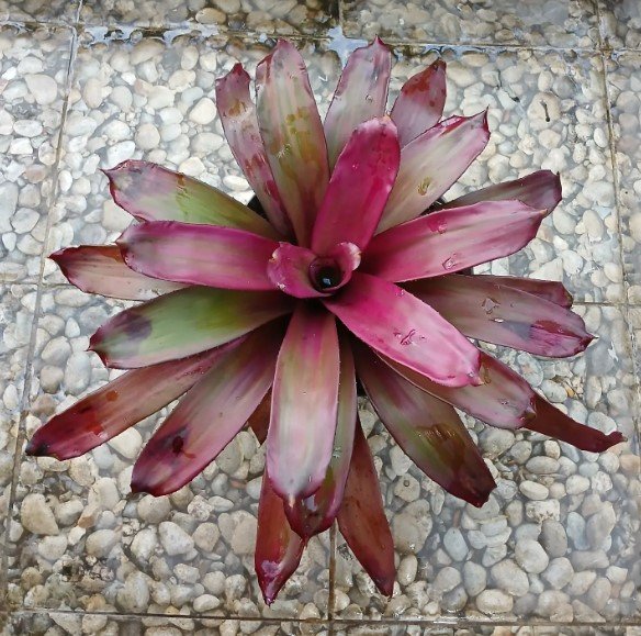 Neoregelia Red Bromeliad Flower Rare Plant Live Rare Plant Exotic For Your Garden