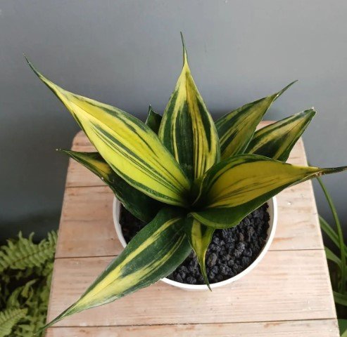 Sansevieria Trifasciata Golden Flame Flower Rare Plant Live Rare Plant Exotic For Your Garden