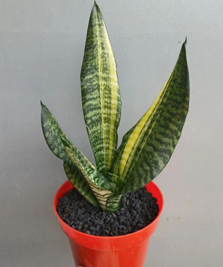 sensivera futura varigata Flame Flower Rare Plant Live Rare Plant Exotic For Your Garden