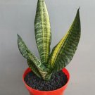 sensivera futura varigata Flame Flower Rare Plant Live Rare Plant Exotic For Your Garden