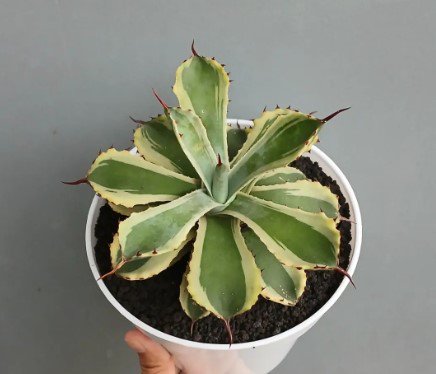 Agave Potatorium 'Desert Diamond' Flower Rare Plant Live Rare Plant Exotic For Your Garden