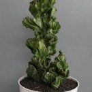 Euphorbia Lactea Cristata Green Flower Rare Plant Live Rare Plant Exotic For Your Garden