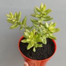 Sedum Nussbaumerianum Flower Rare Plant Live Rare Plant Exotic For Your Garden