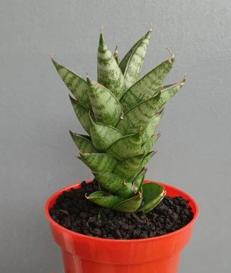 Sansevieria Hybrida Pagota Flower Rare Plant Live Rare Plant Exotic For Your Garden