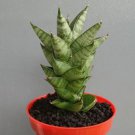 Sansevieria Hybrida Pagota Flower Rare Plant Live Rare Plant Exotic For Your Garden