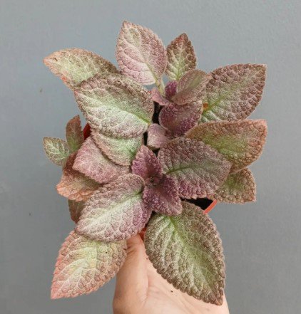 Episcia Strawberry Mist Flower Rare Plant Live Rare Plant Exotic For Your Garden
