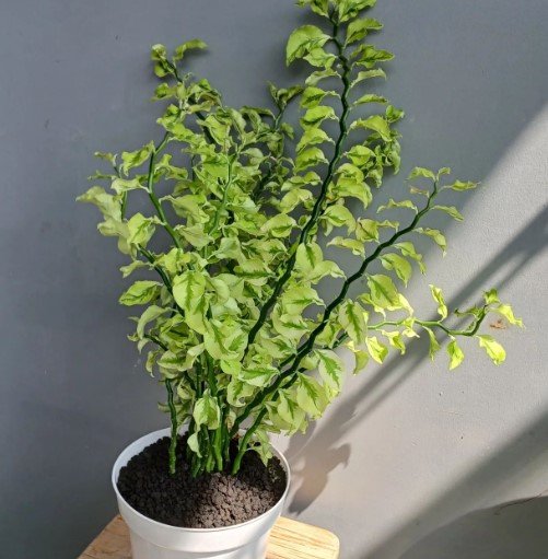 Variegated Devil&acirc;��s Backbone Flower Rare Plant Live Rare Plant Exotic For Your Garden