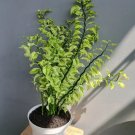 Variegated Devil’s Backbone Flower Rare Plant Live Rare Plant Exotic For Your Garden