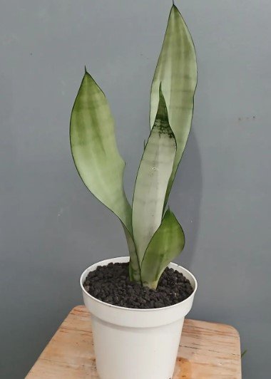 Sansevieria moonshine Flower Rare Plant Live Rare Plant Exotic For Your Garden
