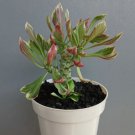 Monadenium Ritchiei Variegated Flower Rare Plant Live Rare Plant Exotic For Your Garden
