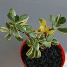 Jade Tree Plant Flower Rare Plant Live Rare Plant Exotic For Your Garden