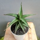 Sansevieria samurai Plant Flower Rare Plant Live Rare Plant Exotic For Your Garden
