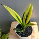 Sansevieria Trifasciata Golden Plant Flower Rare Plant Live Rare Plant Exotic For Your Garden